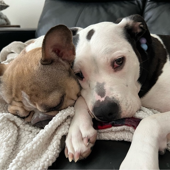 DOG FRIENDLY HOME - Picture 4 of 5